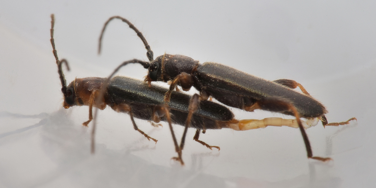 Cerambycidae in accoppiamento:  Poecilium lividum